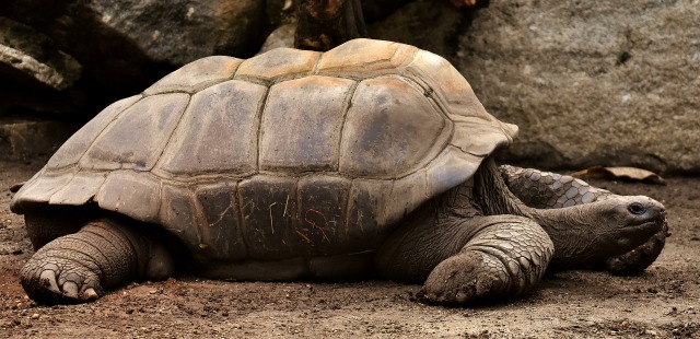 giant-tortoises-3315158_1920